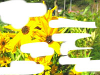 ���H����ʐ^