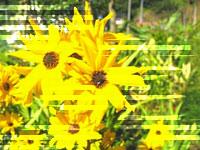 ����ȉ��H���o���܂�